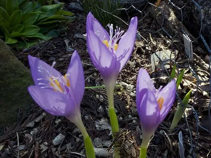 Crocus virágok - ültetés és ápolás a kertben, fotó krókuszok, sáfrány termesztése - amikor ásni és (leírás) Crocus virágok - ültetés és ápolás a kertben, fotó krókuszok, sáfrány termesztése - amikor ásni és