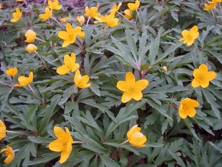 Anemone flower - ültetés és gondozás, fotó rózsák, rózsák termesztése és kökörcsin faj koronás,