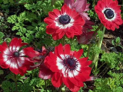 Anemone flower - ültetés és gondozás, fotó rózsák, rózsák termesztése és kökörcsin faj koronás,