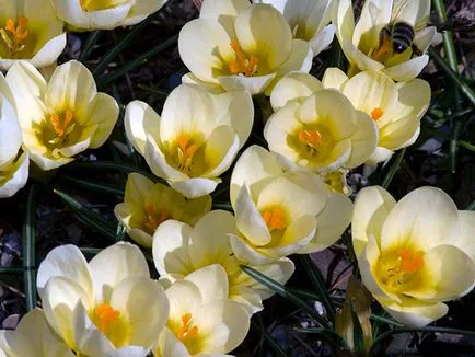 Crocus virágok - ültetés és ápolás a kertben, fotó krókuszok, sáfrány termesztése - amikor ásni és (télen) Crocus virágok - ültetés és ápolás a kertben, fotó krókuszok, sáfrány termesztése - amikor ásni és