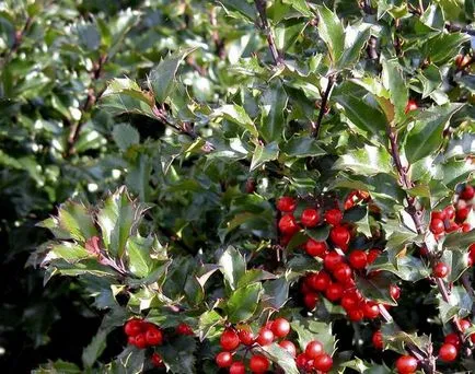 Díszcserjék fagy, így (bokrok) Díszcserjék szívós tanúskodni