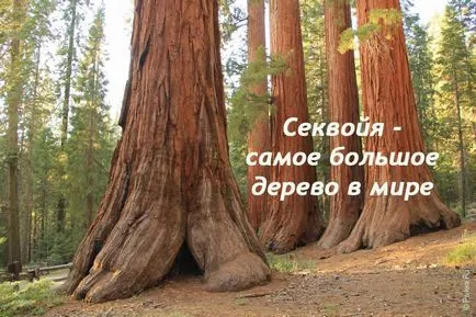 Sequoia fa az Egyesült Államokban - típusú, leírás, mérete, és a fényképek (Sequoia USA) Sequoia fa az Egyesült Államokban - típusok, leírások, méretei és fotók
