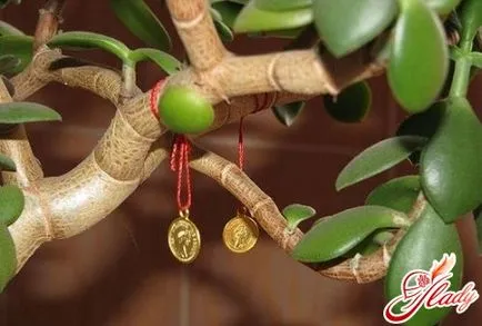 Money Tree növényszaporítás
