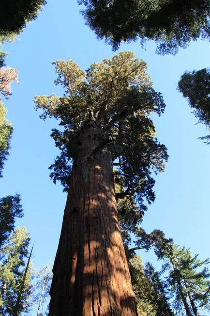Sequoia fa az Egyesült Államokban - típusú, leírás, mérete, és a fotók (Avenue of the Giants) Sequoia fa az Egyesült Államokban - típusok, leírások, méretei és fotók