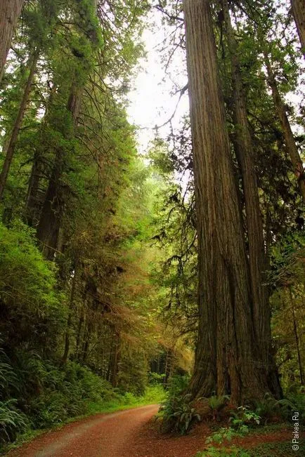 Sequoia fa az Egyesült Államokban - típusú, leírás, mérete, és a fényképek (Kalifornia) Sequoia fa az Egyesült Államokban - típusok, leírások, méretei és fotók
