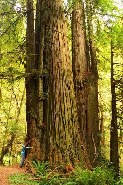 Sequoia fa az Egyesült Államokban - típusú, leírás, mérete, és a fotók (Avenue of the Giants) Sequoia fa az Egyesült Államokban - típusok, leírások, méretei és fotók