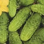 Fajta uborka fotók és leírások, ötletek otthoni és kerti