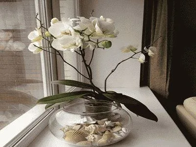 Phalaenopsis orchidea otthon - ápolási otthon