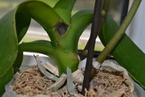 Phalaenopsis ellátás otthon, miután a boltban (orchidea)