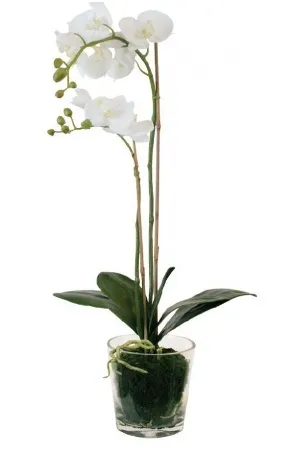 Phalaenopsis ellátás otthon, miután a boltban (orchidea)
