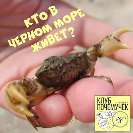 Jó móka!