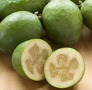 Feijoa termesztés otthon, feijoa, egzotikus otthoni (home) Feijoa termesztés otthon, feijoa, egzotikus otthon