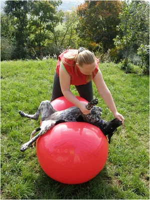 Fitness kutyák zootsentr - a legjobb (izom) Fitness kutyák zootsentr - a legjobb