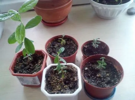 Feijoa - hogyan nőnek az otthoni, megfelelő ellátás