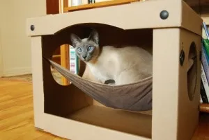 Hammock Cat