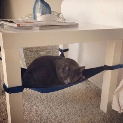 Hammock Cat