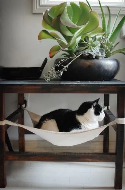 Hammock Cat