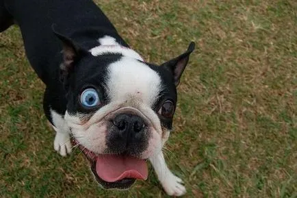 heterochromia állatok