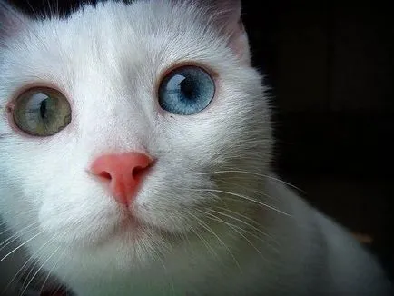 heterochromia állatok