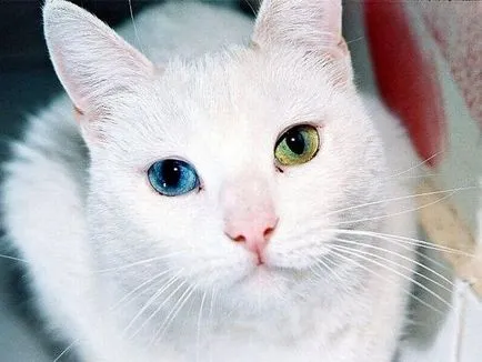 heterochromia állatok