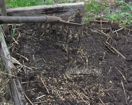 Fehér mustár, mint zöldtrágya - amikor a koca és a füvet, mint hasznos, hogyan növekszik a tavaszi és (koca) Fehér mustár, mint zöldtrágya - amikor a koca és a füvet, mint hasznos, hogyan növekszik a tavaszi és