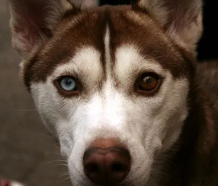 heterochromia állatok