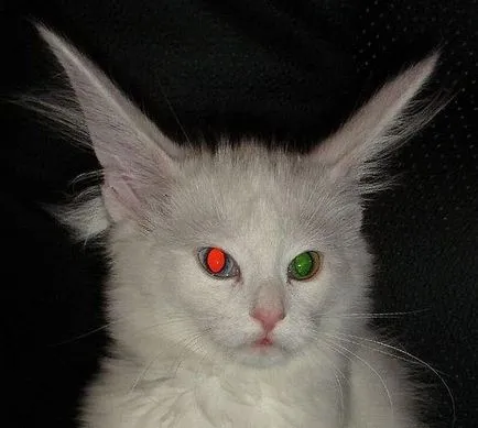 heterochromia állatok