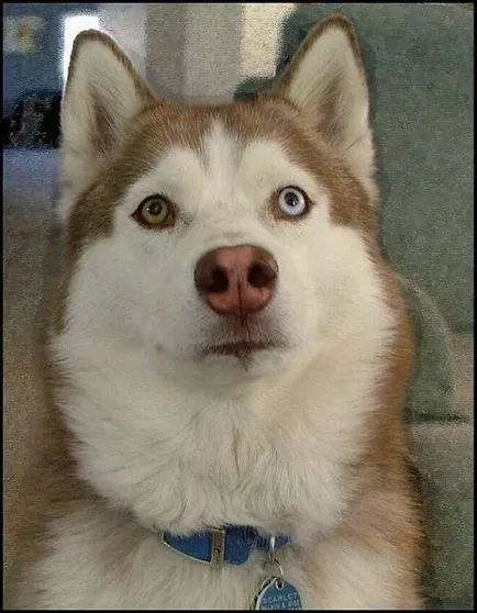 heterochromia állatok