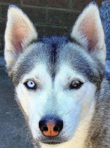 heterochromia állatok