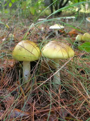 Gomba légyölő galóca néz ki, mint a képen, hogyan lehet megkülönböztetni a mérgező gomba mérgezés (halvány) Gomba légyölő galóca néz ki, mint a képen, hogyan lehet megkülönböztetni a mérgező gomba mérgezés