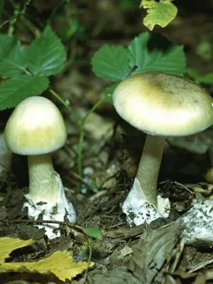 Gomba légyölő galóca néz ki, mint a képen, hogyan lehet megkülönböztetni a mérgező gomba mérgezés (vöcsök) Gomba légyölő galóca néz ki, mint a képen, hogyan lehet megkülönböztetni a mérgező gomba mérgezés