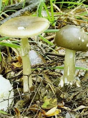 Gomba légyölő galóca néz ki, mint a képen, hogyan lehet megkülönböztetni a mérgező gomba mérgezés (vöcsök) Gomba légyölő galóca néz ki, mint a képen, hogyan lehet megkülönböztetni a mérgező gomba mérgezés