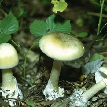 Gomba légyölő galóca néz ki, mint a képen, hogyan lehet megkülönböztetni a mérgező gomba mérgezés (úgy néz ki) Gomba légyölő galóca néz ki, mint a képen, hogyan lehet megkülönböztetni a mérgező gomba mérgezés