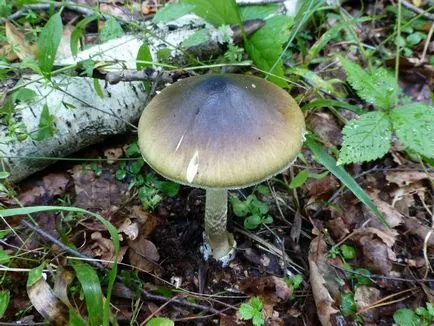Gomba légyölő galóca fotó és leírását (fotók) Gomba légyölő galóca fotó és leírás