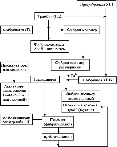 A tanulmány haemostasisrendszerre