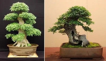 Mesterséges bonsai annak kezét lépésről lépésre fotókkal, a mester osztály, hogyan lehet a legrészletesebb