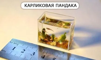 Érdekes és elképesztő tényeket hal, a listát a leghihetetlenebb tényeket (a legtöbb) Érdekes és elképesztő tényeket hal, a listát a leghihetetlenebb tények