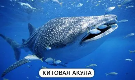 Érdekes és elképesztő tényeket hal, a listát a leghihetetlenebb tényeket (érdekes tényeket hal) Érdekes és elképesztő tényeket hal, a listát a leghihetetlenebb tények