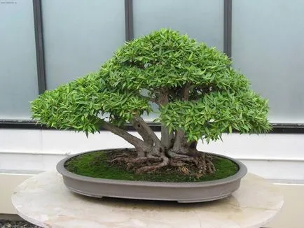 Mesterséges bonsai annak kezét lépésről lépésre fotókkal, a mester osztály, hogyan lehet a legrészletesebb