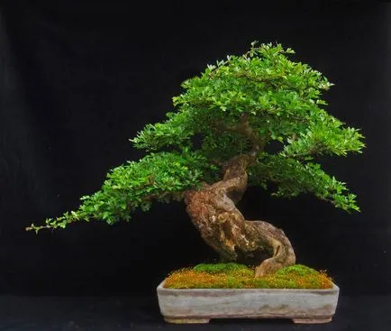 Mesterséges bonsai annak kezét lépésről lépésre fotókkal, a mester osztály, hogyan lehet a legrészletesebb