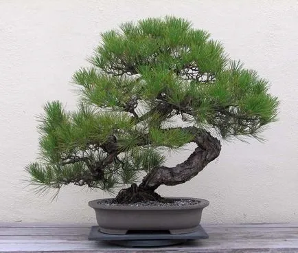 Mesterséges bonsai annak kezét lépésről lépésre fotókkal, a mester osztály, hogyan lehet a legrészletesebb