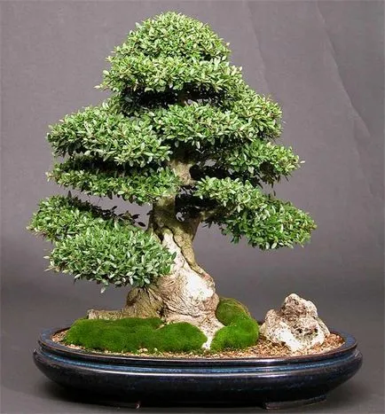 Mesterséges bonsai annak kezét lépésről lépésre fotókkal, a mester osztály, hogyan lehet a legrészletesebb