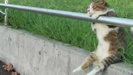 Melyik a jobb egy macska otthon Tippek kezdőknek (cat) Melyik a jobb egy macska otthon Tippek kezdőknek