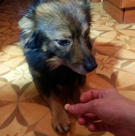 Hogyan, hogy egy pirula vagy egy gyógyszer kutya jobbra (tábla) Hogyan, hogy egy pirula vagy egy gyógyszer kutya megfelelően