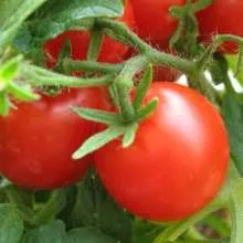 Hogyan és mikor kell a betakarítás zöldségeket, egy magánházban (vintage) Hogyan és mikor kell a betakarítás zöldségeket, egy magánházban