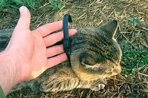 Hogyan lehet hatékonyan hozza a bolhák macskák otthon, hogy mit és hogyan végezzük