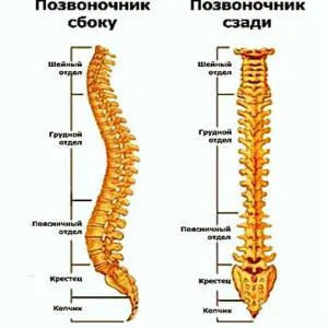 A cerebrospinális sérv kezelési és eltávolítási, típusok és okok, diagnosztikai (eltávolítás) Spinal sérv kezelési és eltávolítási, típusairól és okairól, a diagnózis