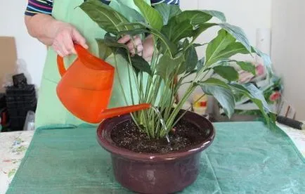 Spathiphyllum (női boldogság) - ültetés és ápolási otthon, tenyésztés, fotók, hogyan