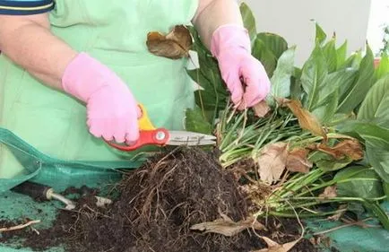 Spathiphyllum (női boldogság) - ültetés és ápolási otthon, tenyésztés, fotók, hogyan