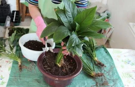 Spathiphyllum (női boldogság) - ültetés és ápolási otthon, tenyésztés, fotók, hogyan